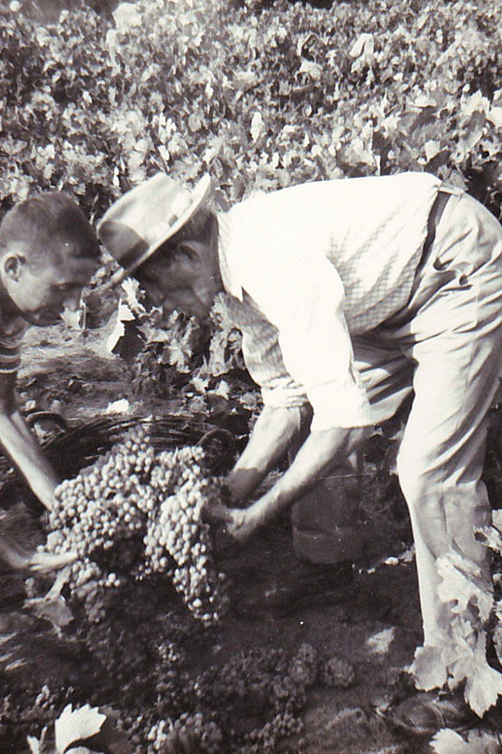 Ceste colme d'uva