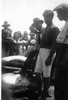 Mattanza del 1931