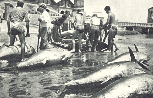 pesca-del-tonno
