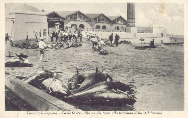 sbarco-dei-tonni-alla-banchina-(1928)