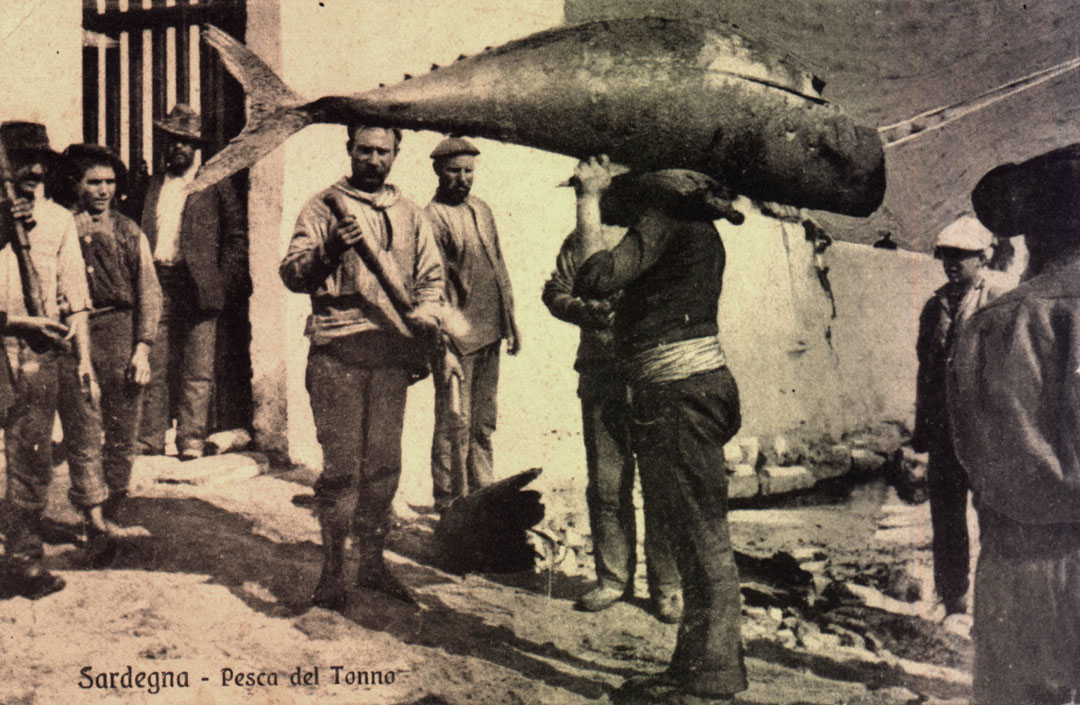tonnarotti