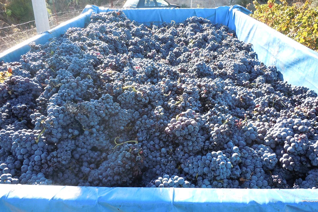 Uva della vendemmia del 2011