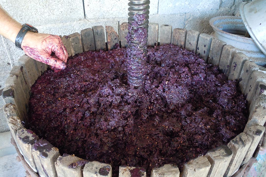 Vinacce