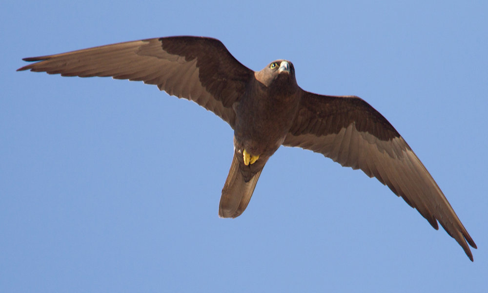 Ràixe - Falco della regina in volo