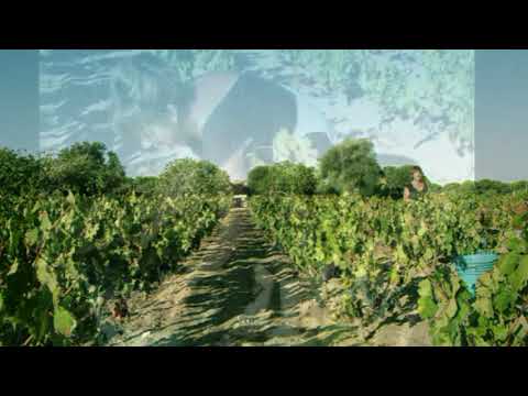 Ràixe - Vendemmia carignano