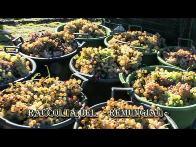 Ràixe - La vendemmia del remungiau